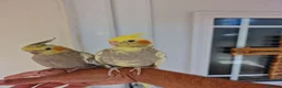 Cockatiels birds for sale: Super Silly hand tamed baby cockatiel - Advert 9