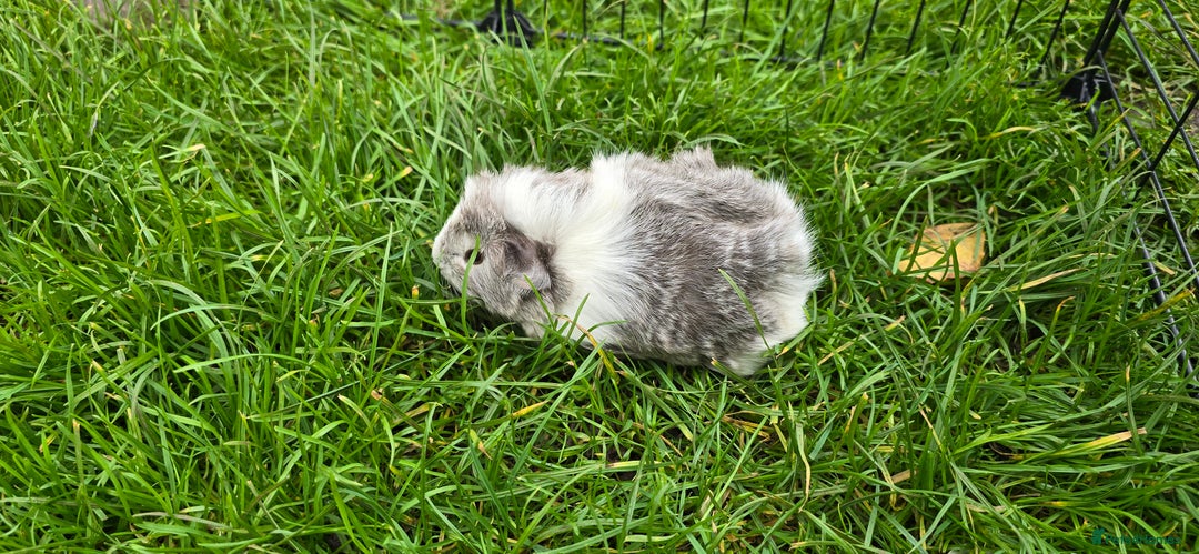 Guinea Pig rodents for sale: Male and female Guinea pigs - Image 7