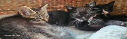 Mixed Breed cats for sale: 5 little kittens ready for the new lovely homes  ! in Cheltenham - Advert 23