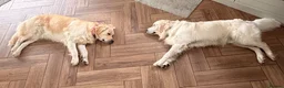 Golden Retriever dogs for sale: Parents to Be!  in Woodhall Spa - Advert 9