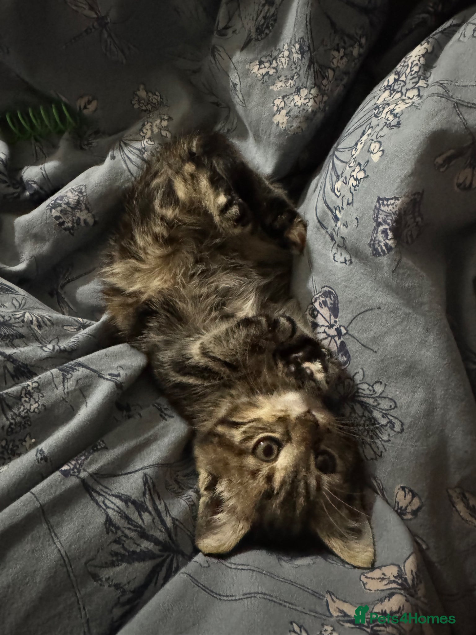 Mixed Breed cats Mix tabby - Advert 2