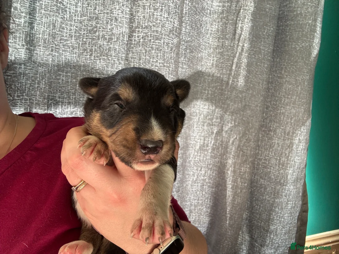 Mixed Breed dogs for sale: Beautiful Huntaway X Collie Pups - Advert 26