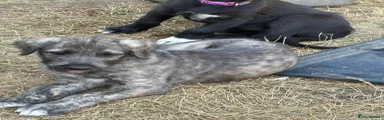 Irish Wolfhound 2