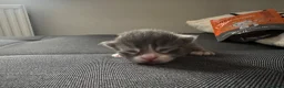 Mixed Breed cats for sale: 4 mixed breed kittens - Advert 9