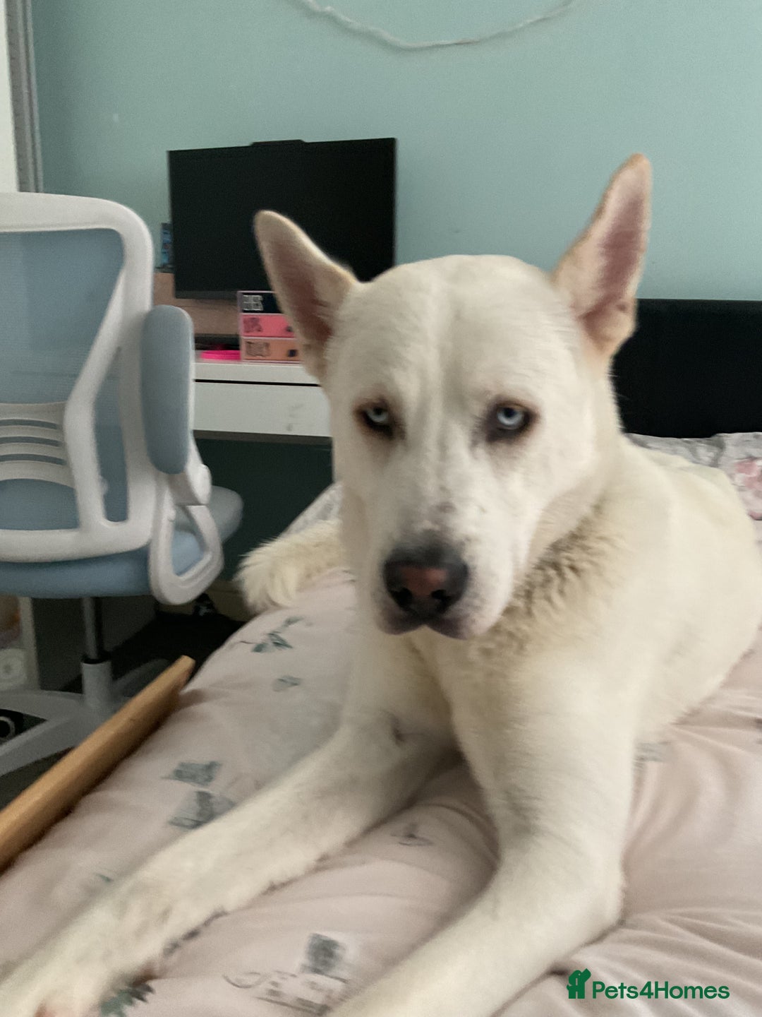 Huskita dogs for stud: Huskita looking for a mate - Advert 1