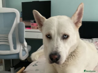 Huskita dogs Huskita looking for a mate - Advert 2