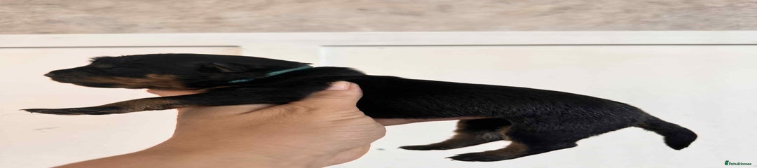 Rottweiler Puppy 2