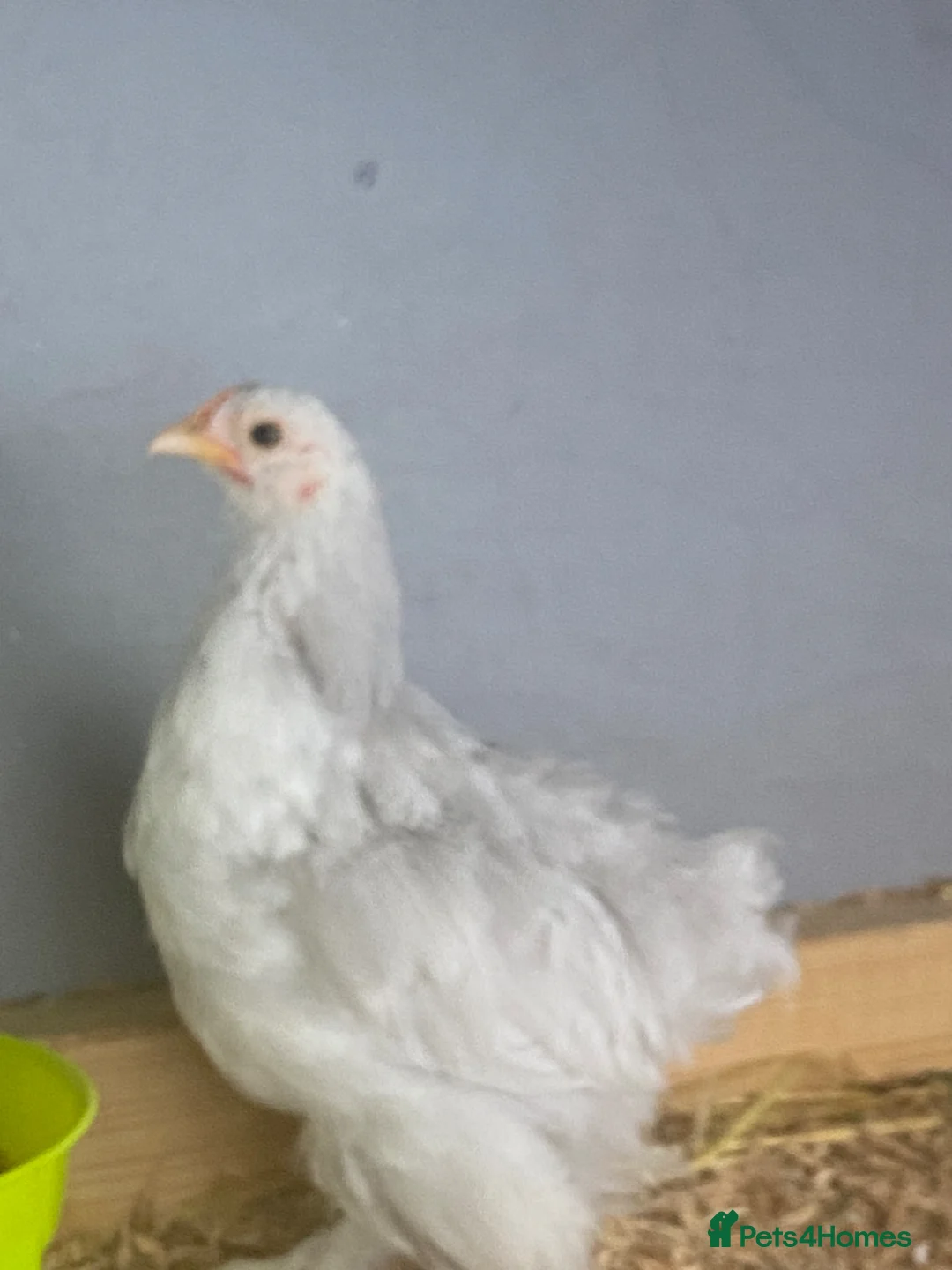 Chickens poultry for sale: 2 Pekin bantams for sale  - Advert 2