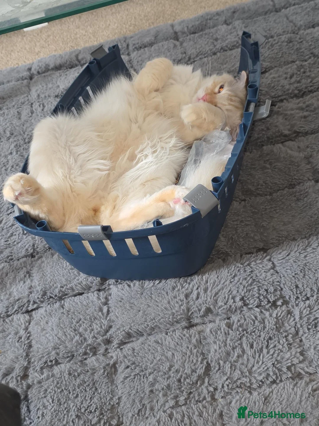 Ragdoll cats for sale: Accidental litter  - Advert 2