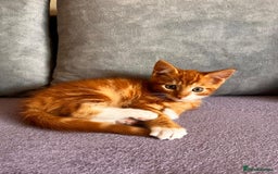 Maine Coon cats for sale: Half Maine Coon - Image 7