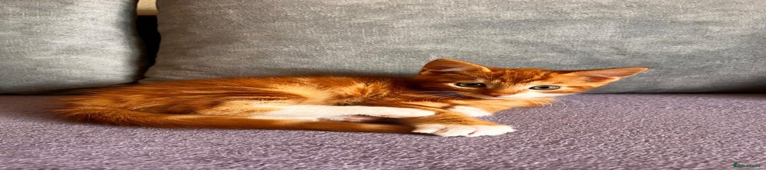 Maine Coon Kitten 4