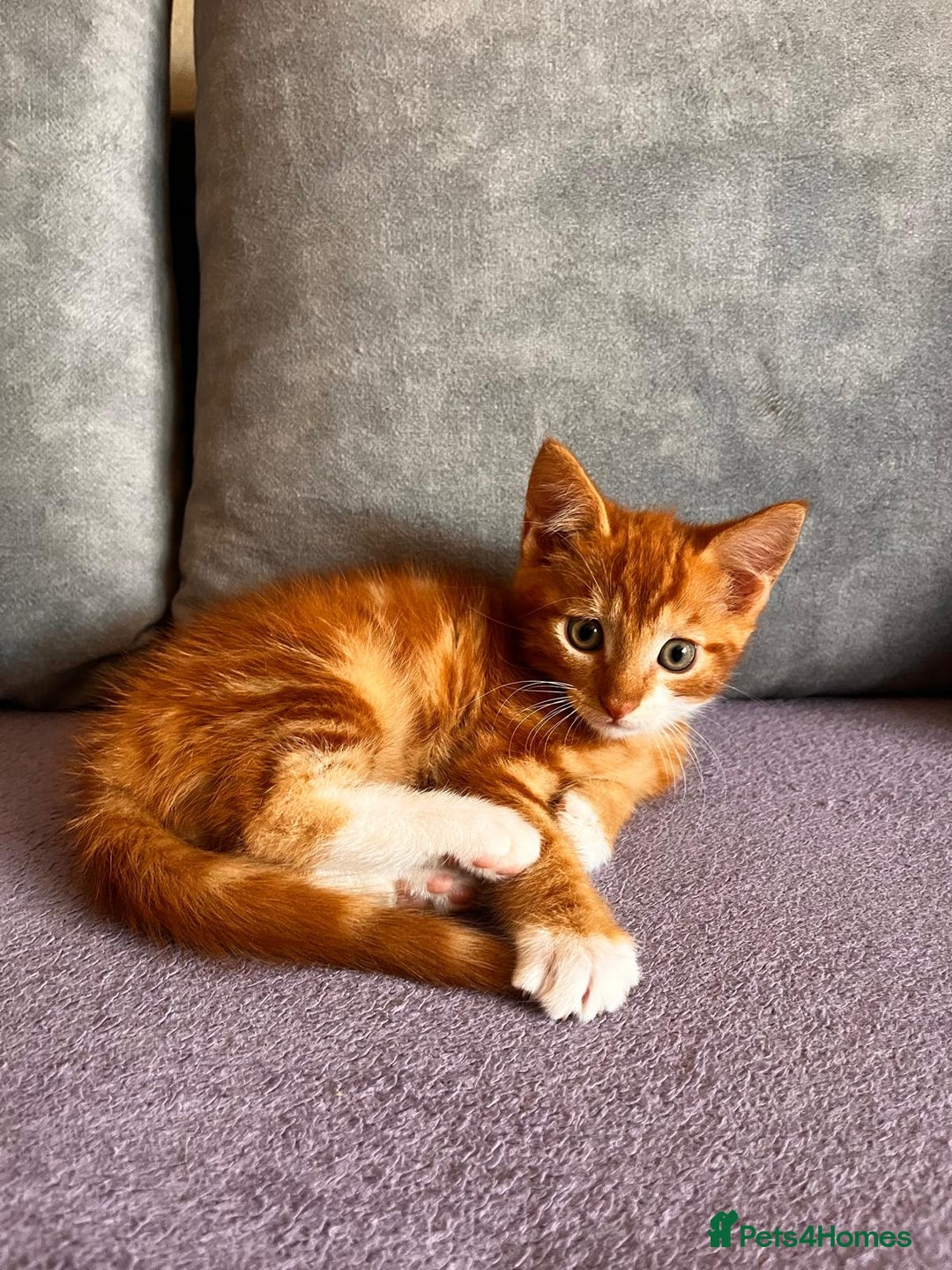 Maine Coon cats for sale: Half Maine Coon - Image 7