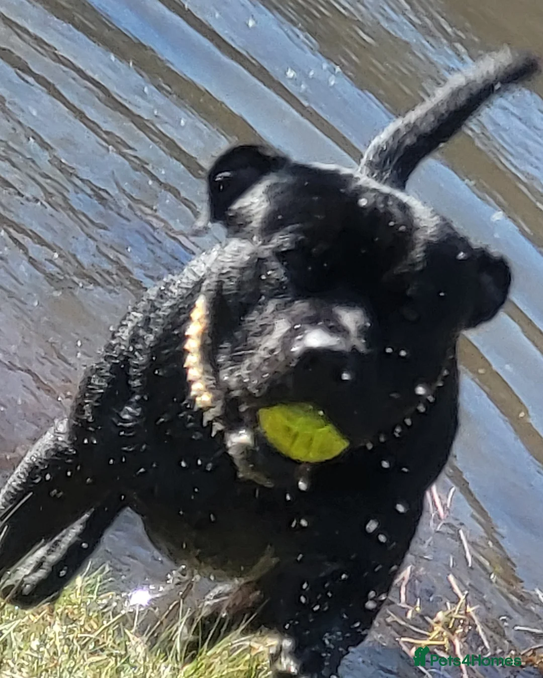 Staffordshire Bull Terrier dogs for stud: KENZDUO PENNE   CALL NAME ZEUS - Advert 3