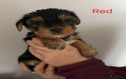 Yorkshire Terrier dogs for sale: Yorkshire terrier puppies  - Image 6