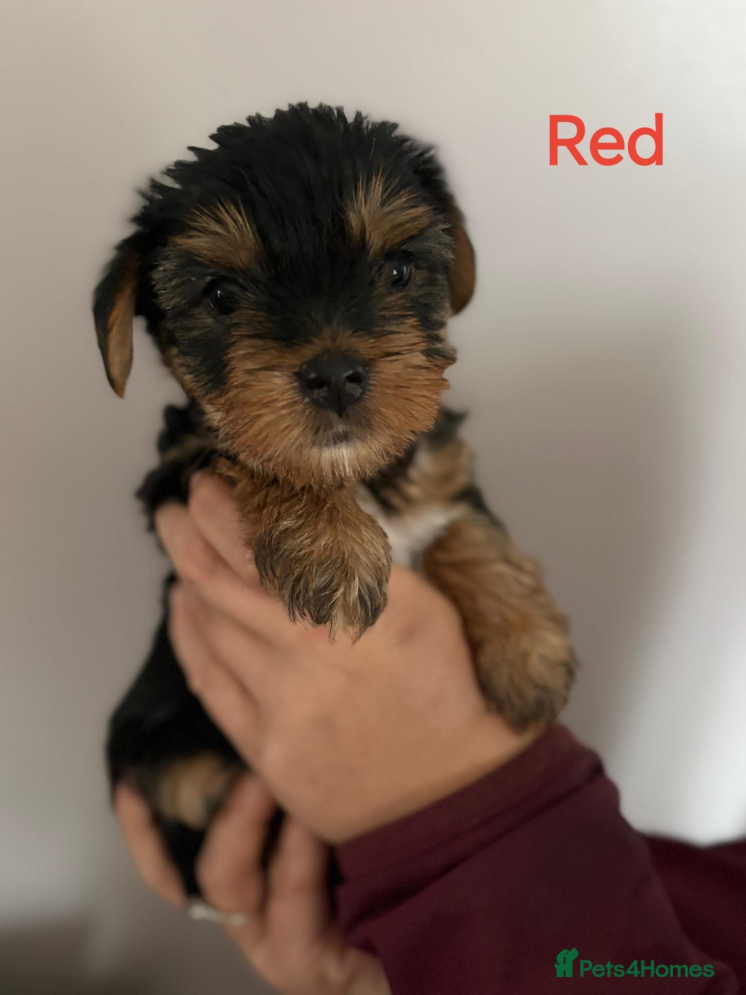 Yorkshire Terrier dogs for sale: Yorkshire terrier puppies  - Image 6