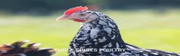 Chickens poultry for sale: Point of Lay Chickens - Over 15 varieties - Advert 3
