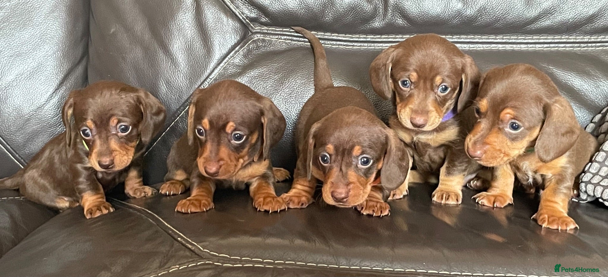 Miniature Dachshund dogs Beautiful Min Dachshund pups bred in a family home - Advert 1