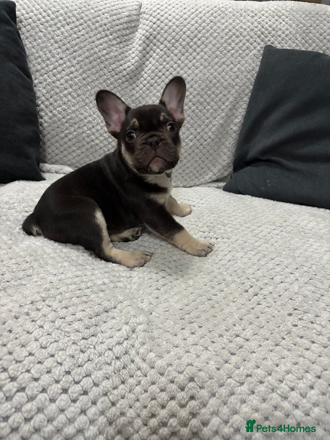 French Bulldog dogs for sale: French bulldog puppy - Advert 3