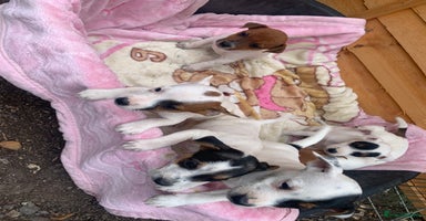 Jack Russell dogs - Advert 14
