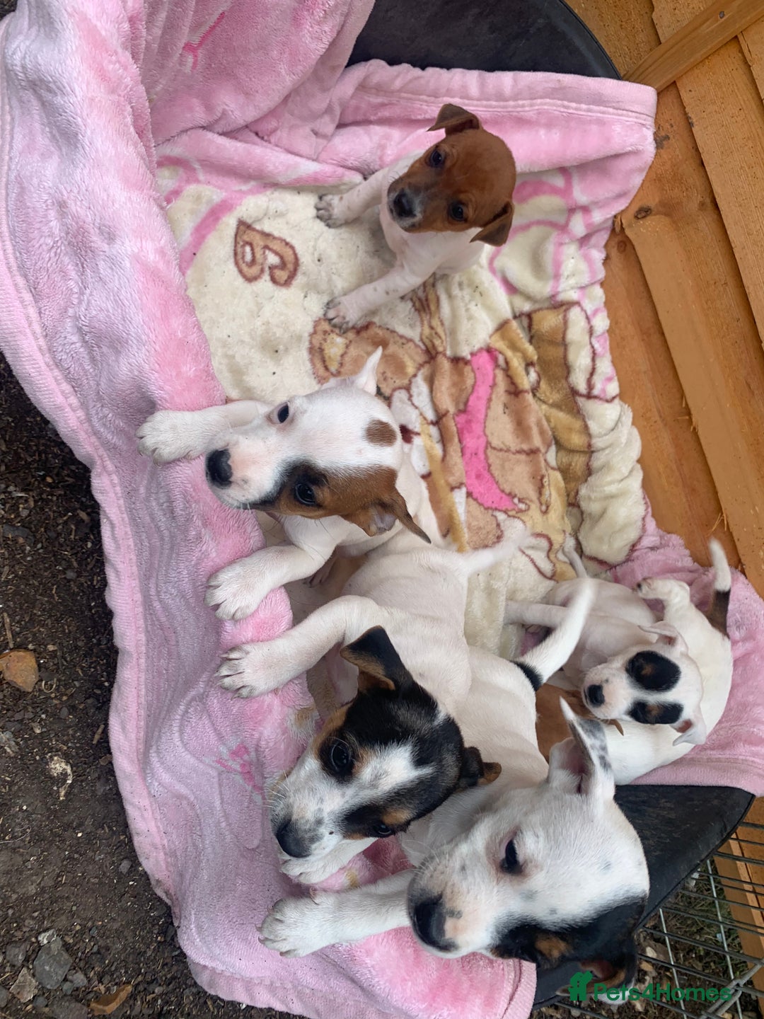 Jack Russell dogs for sale: Jack Russell - Image 2