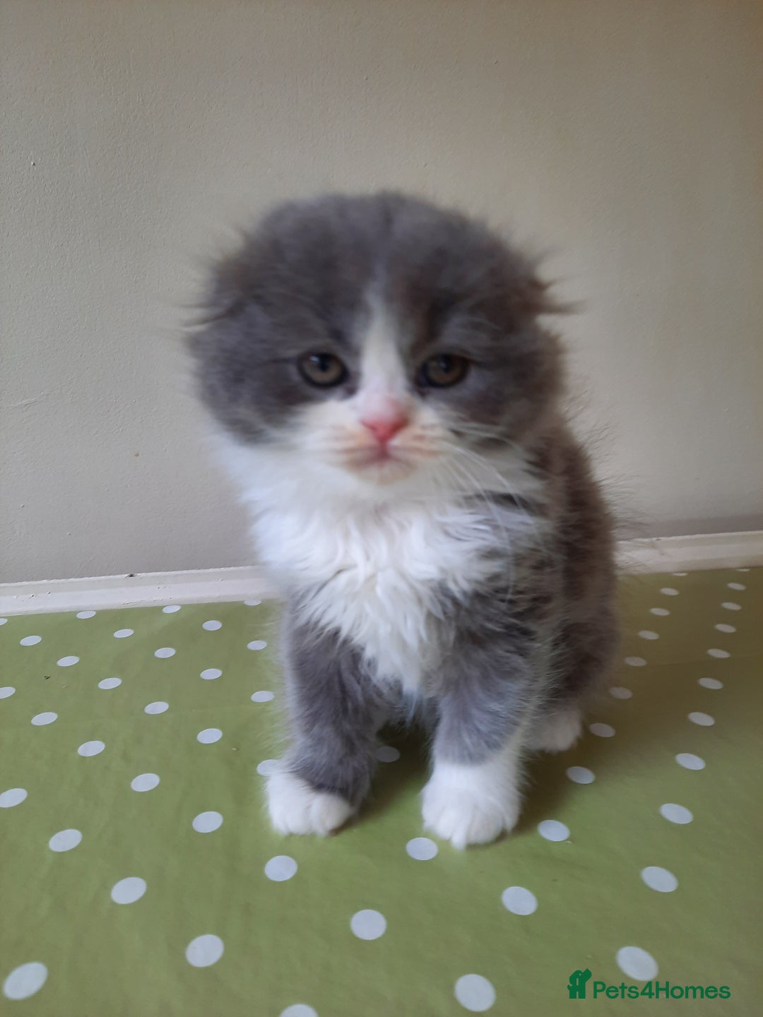 Scottish Fold cats for sale: TICA Registered: Scottish Fold Neutered Young Girl - Advert 13