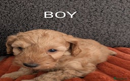 Australian Labradoodle dogs for sale: Miniature Australian labradoodles  - Image 2