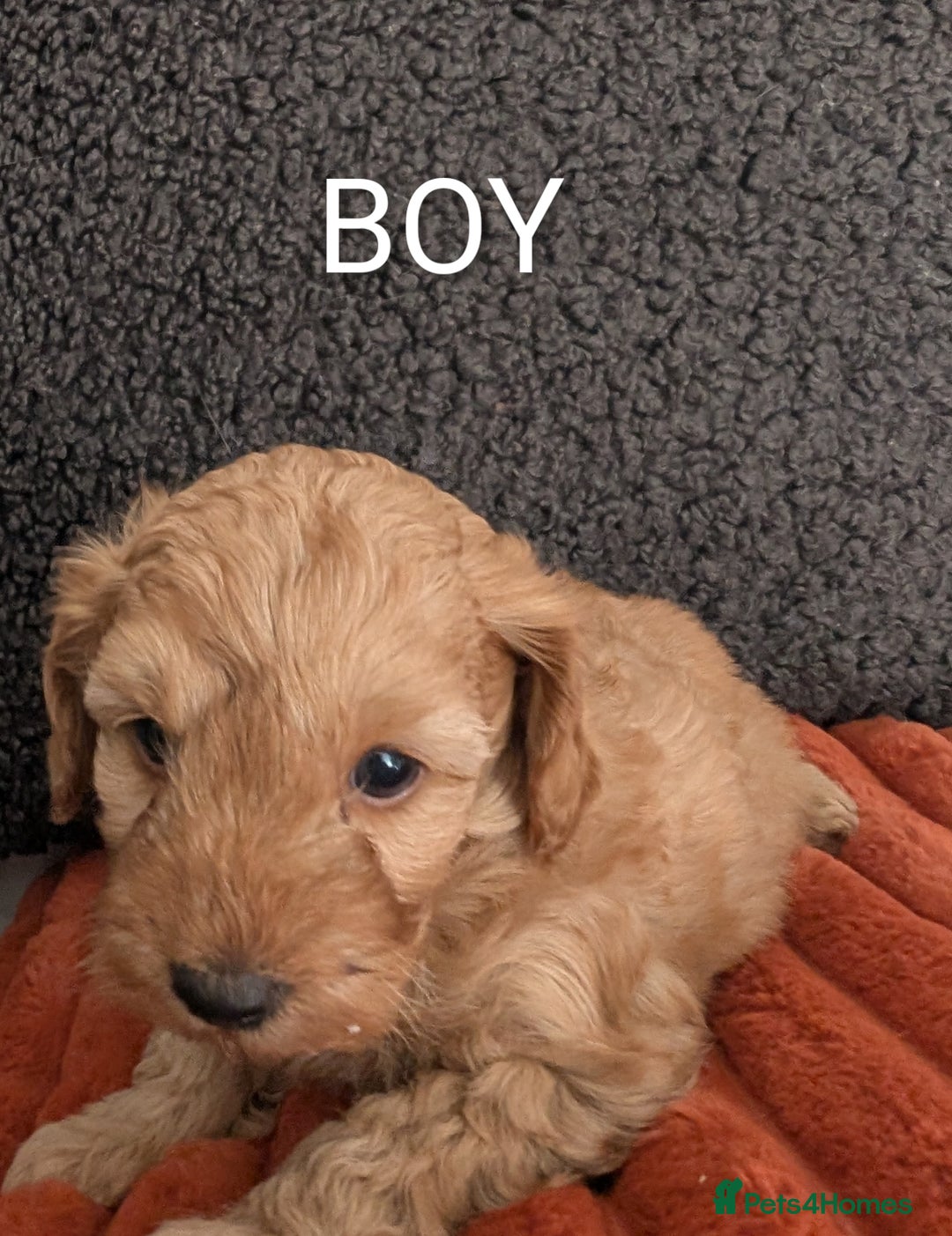 Australian Labradoodle dogs for sale: Miniature Australian labradoodles  - Image 2