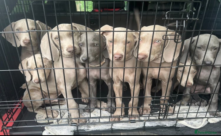 Weimaraner dogs in Thetford - Advert 1