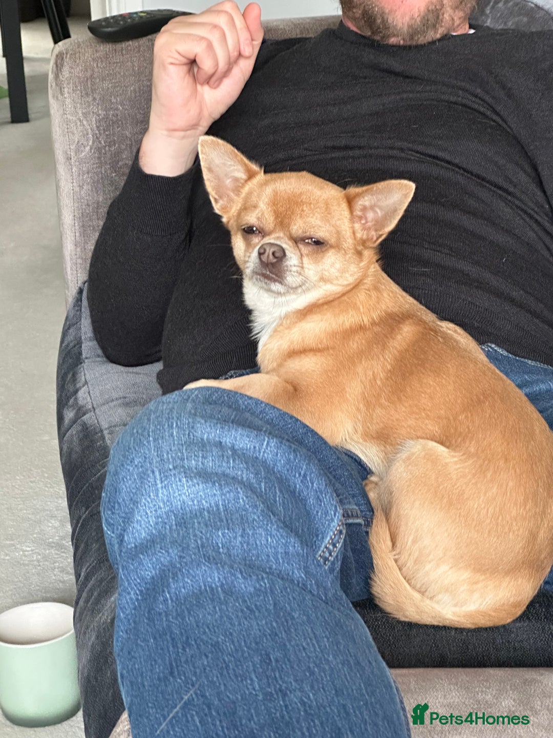 Chihuahua dogs for stud: Chihuahua short hair  - Advert 4