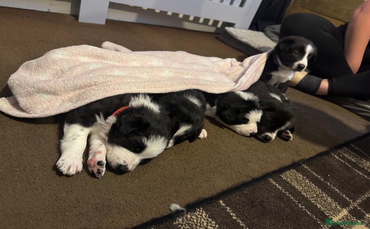 Border Collie dogs - Advert 1