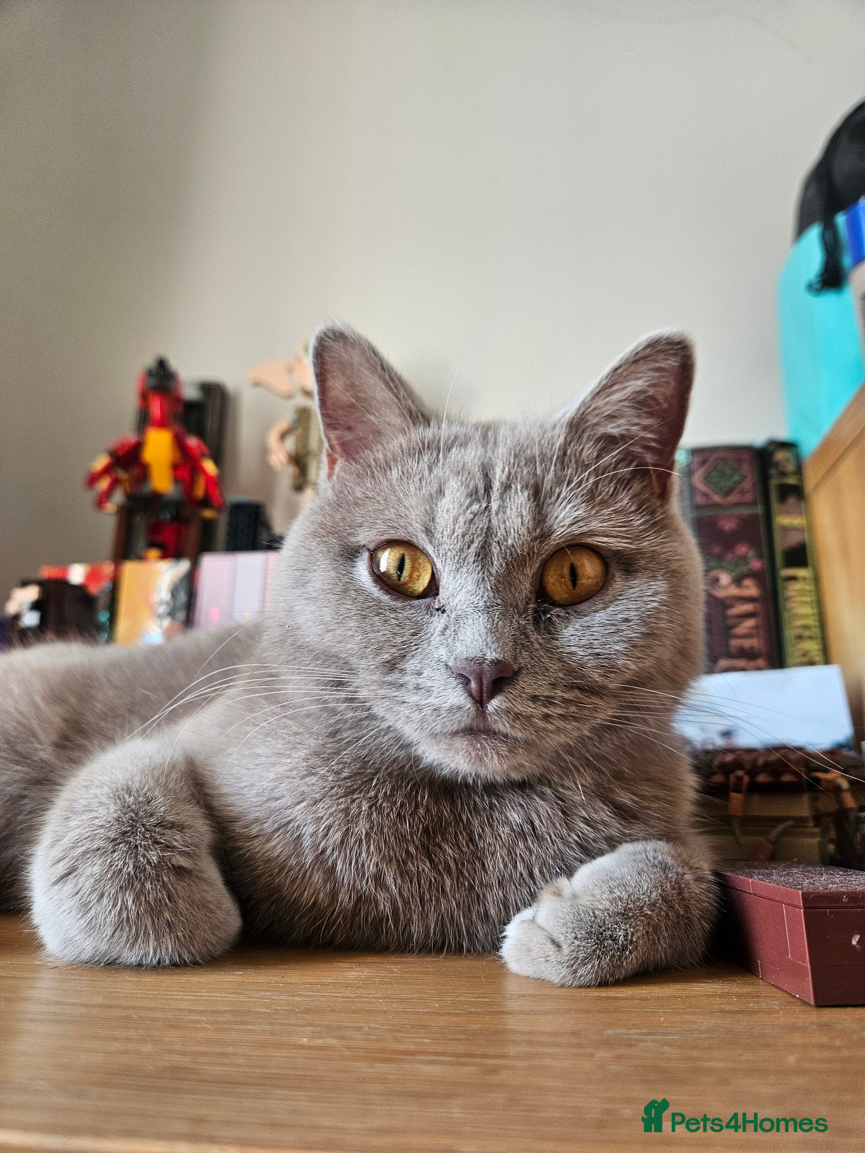 British Shorthair cats Lilac British Shorthair Girl - 20 mths - Advert 12