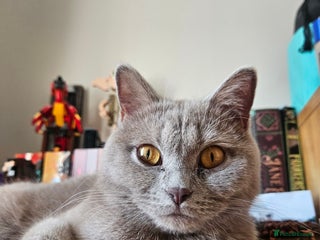 British Shorthair cats Lilac British Shorthair Girl - 20 mths - Advert 1