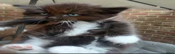 Mixed Breed cats for sale: Three beautiful kittens – two girls and one boy.  - Advert 2