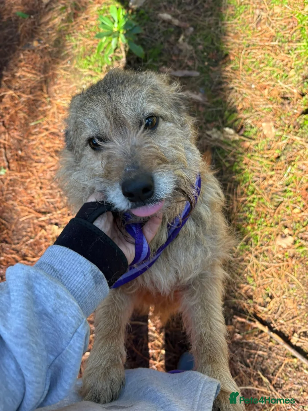 Mixed Breed dogs for adoption: Jack - Watton Norfolk  in Thetford - Advert 2