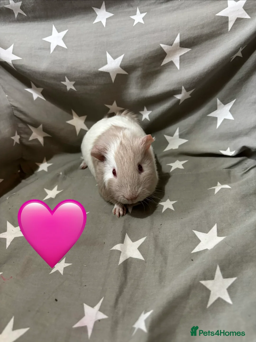 Guinea Pig rodents for sale: Mixed guinea pigs  - Advert 1