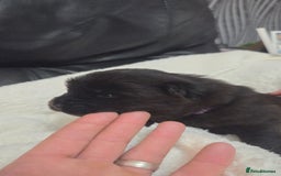 Chow Chow dogs for sale: Chow chow puppies - Advert 9