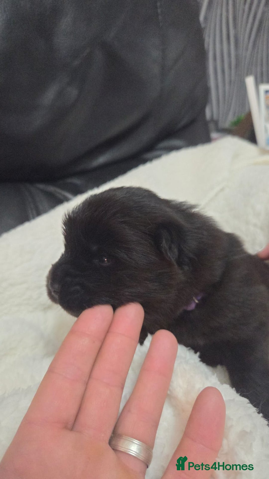 Chow Chow dogs for sale: Chow chow puppies - Advert 9