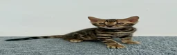 Bengal cats for sale: 🐾 Gorgeous Pure Breed Bengal Boy Kitten 🐾 - Advert 2