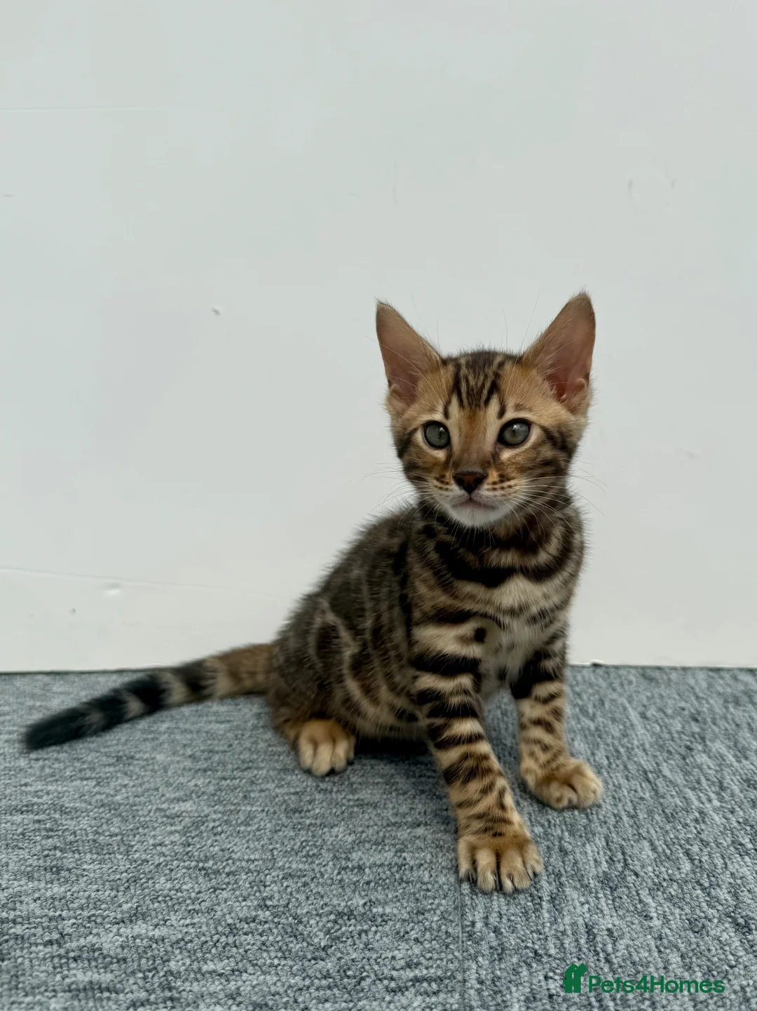 Bengal cats for sale: 🐾 Gorgeous Pure Breed Bengal Boy Kitten 🐾 - Advert 2