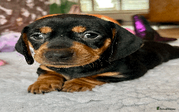 Dachshund dogs for sale: Beautiful Dachshund Puppies Ready to go 8th Nov  - Image 13