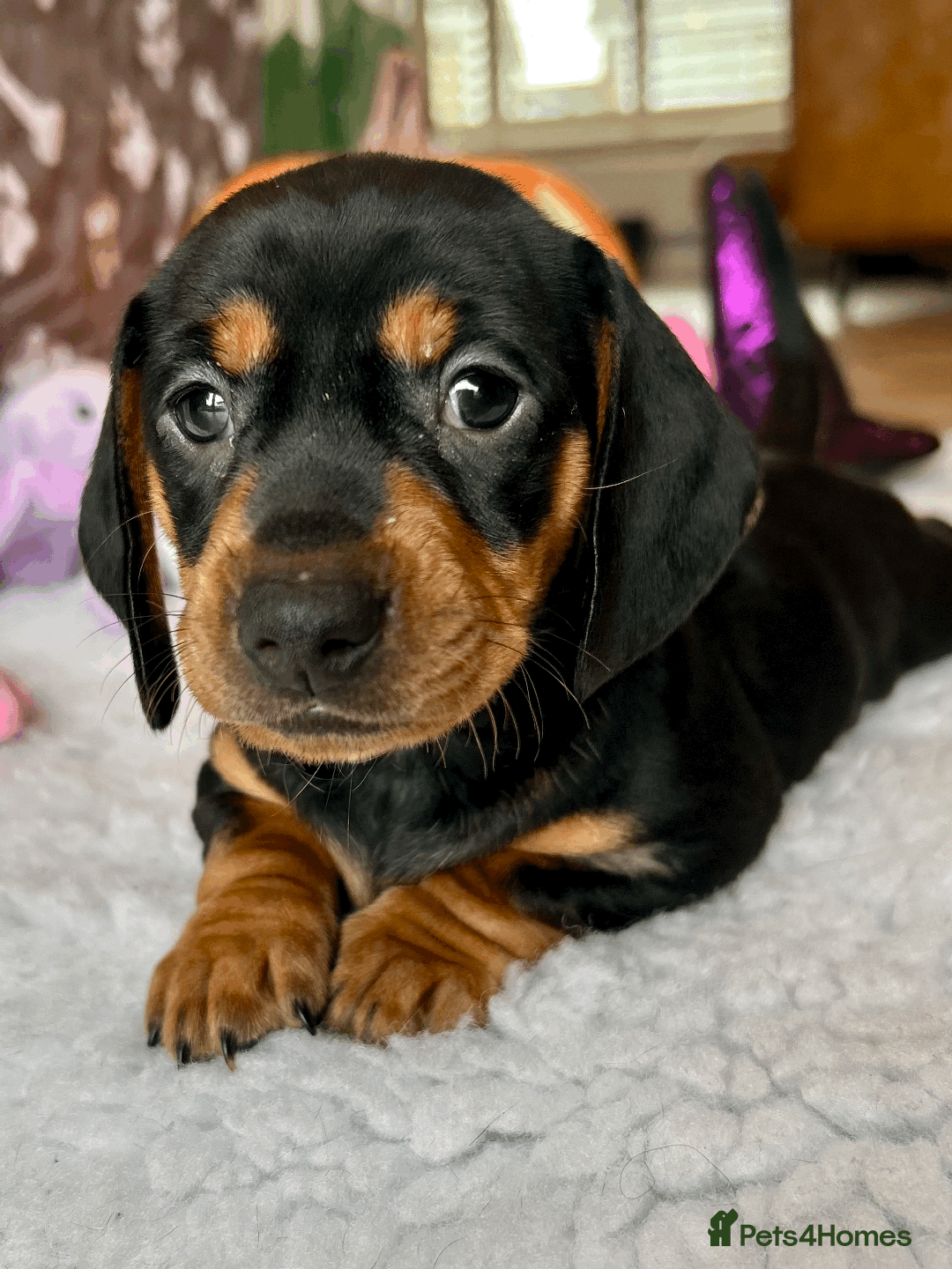 Dachshund dogs for sale: Beautiful Dachshund Puppies Ready to go 8th Nov  - Image 13