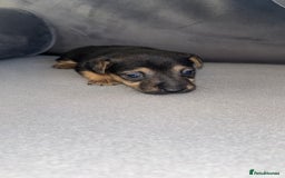 Jack Russell dogs for sale: 3 beautiful Jack Russell’s left 1 girl 2 boys  - Image 2