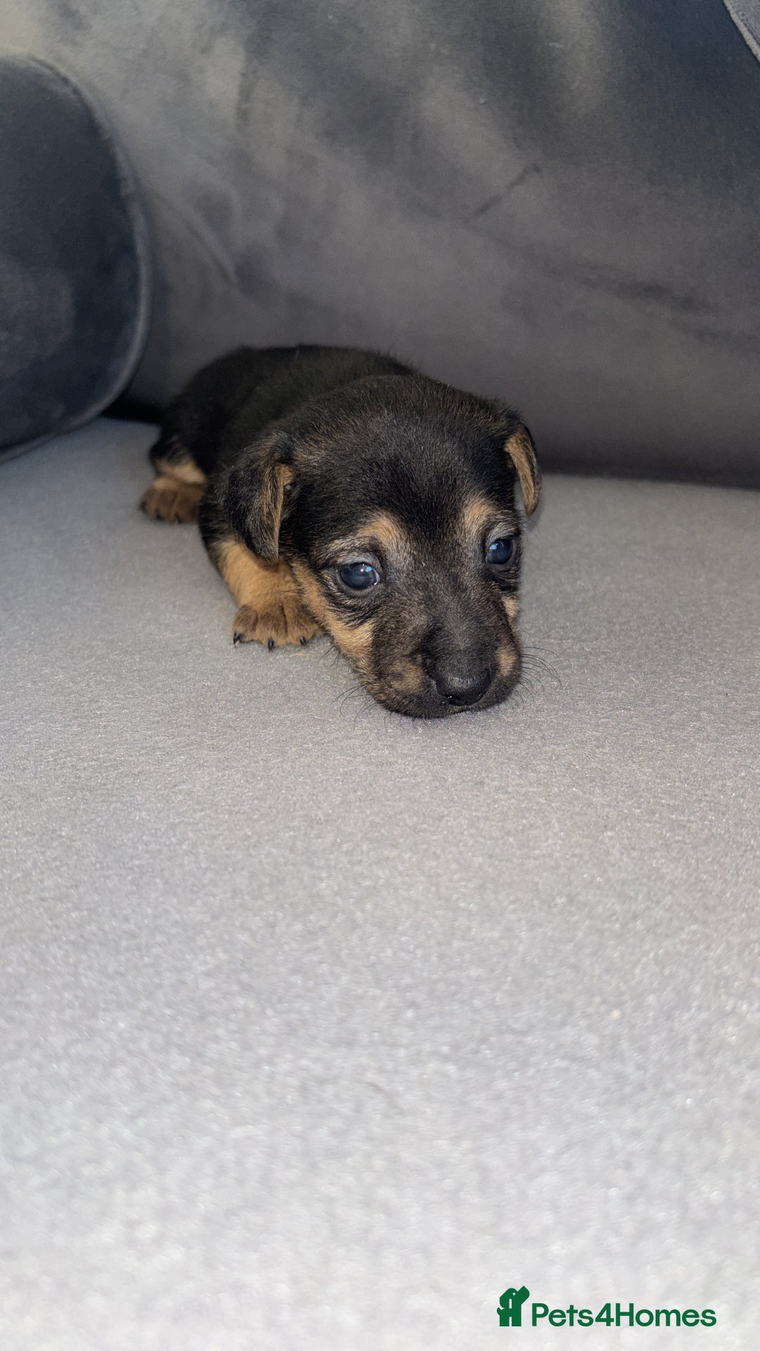 Jack Russell dogs for sale: 3 beautiful Jack Russell’s left 1 girl 2 boys  - Image 2