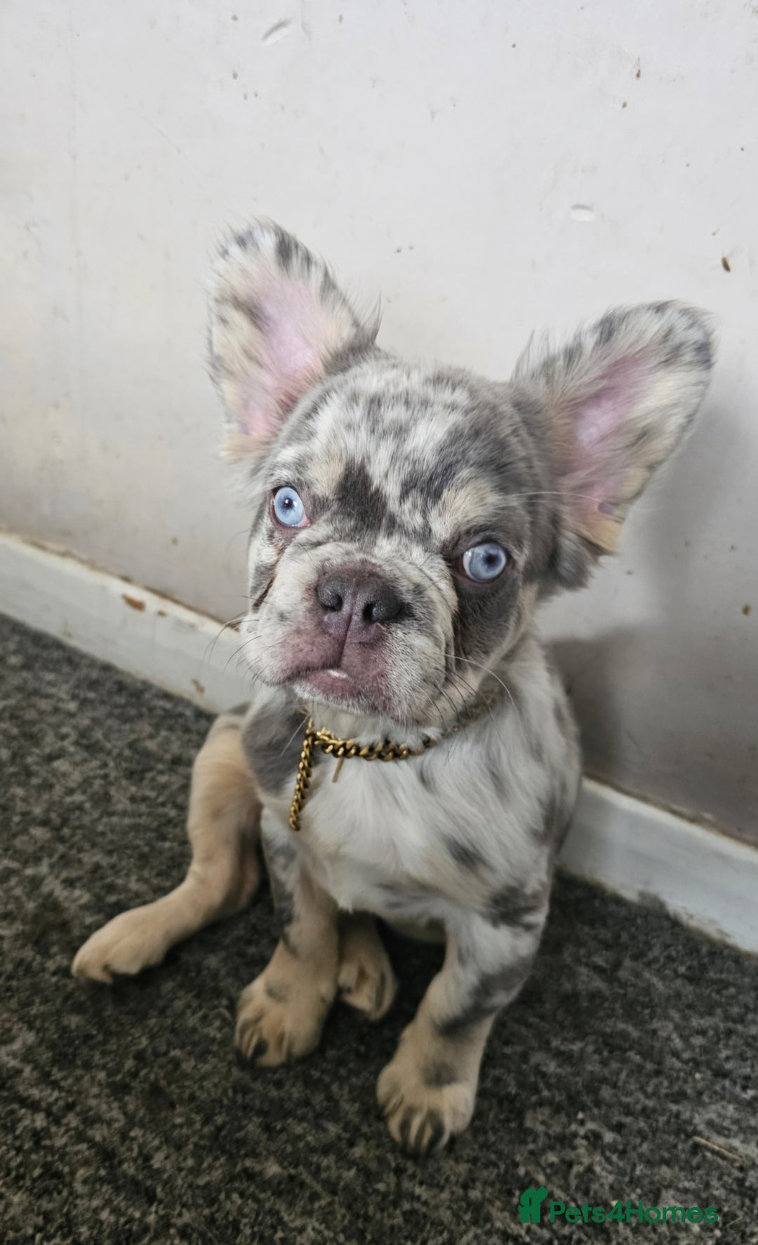 French Bulldog dogs for sale: 2 STUNNING VISUAL FLUFFY FEMALES FOR SALE - Advert 4