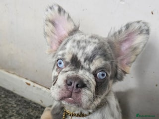 French Bulldog dogs for sale: 2 STUNNING VISUAL FLUFFY FEMALES FOR SALE - Advert 1