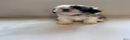 Shih Tzu dogs for sale: Shih Tzu puppies - Advert 11
