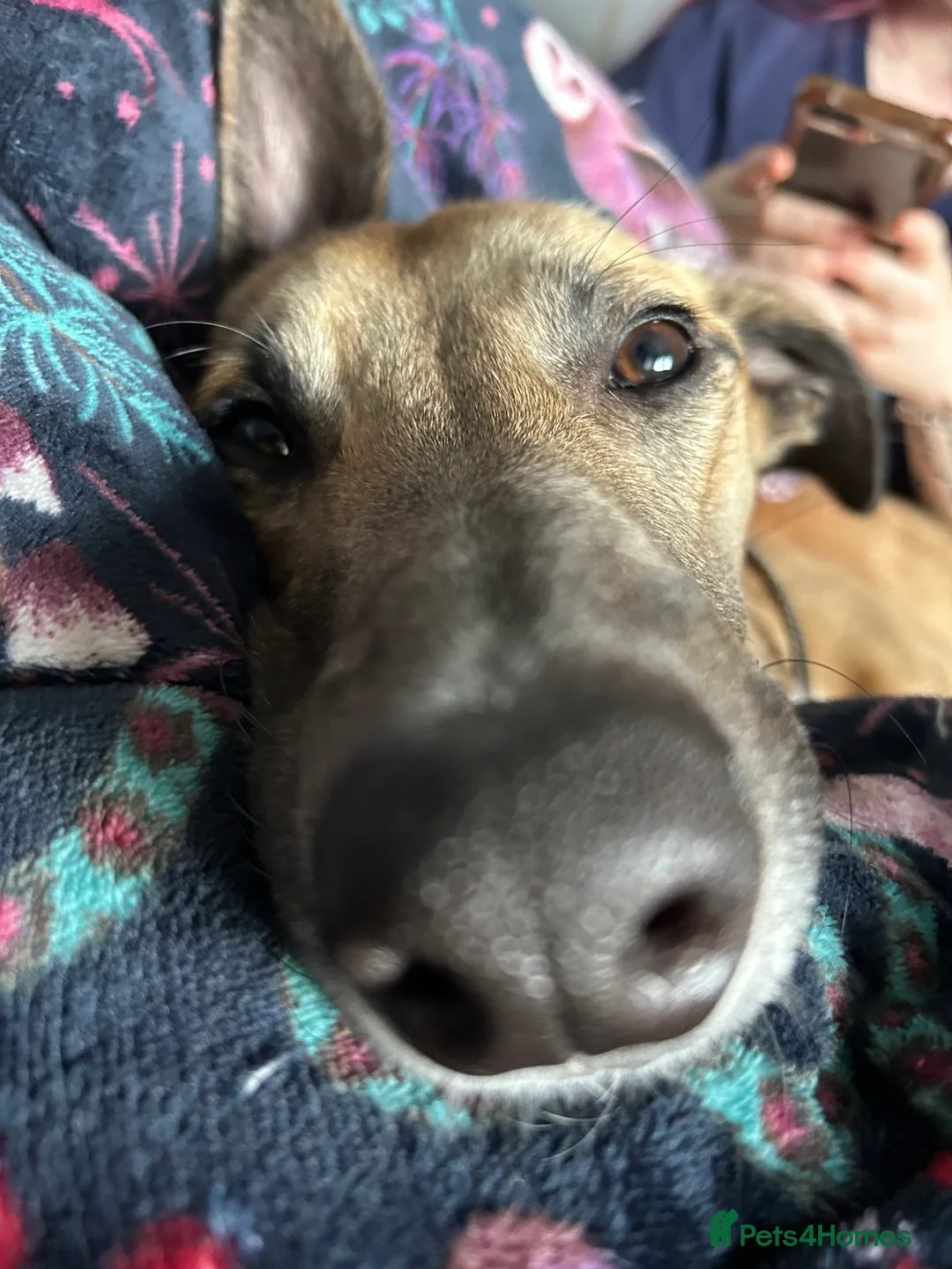 Greyhound dogs for sale: One Year Old Greyhound - Advert 15