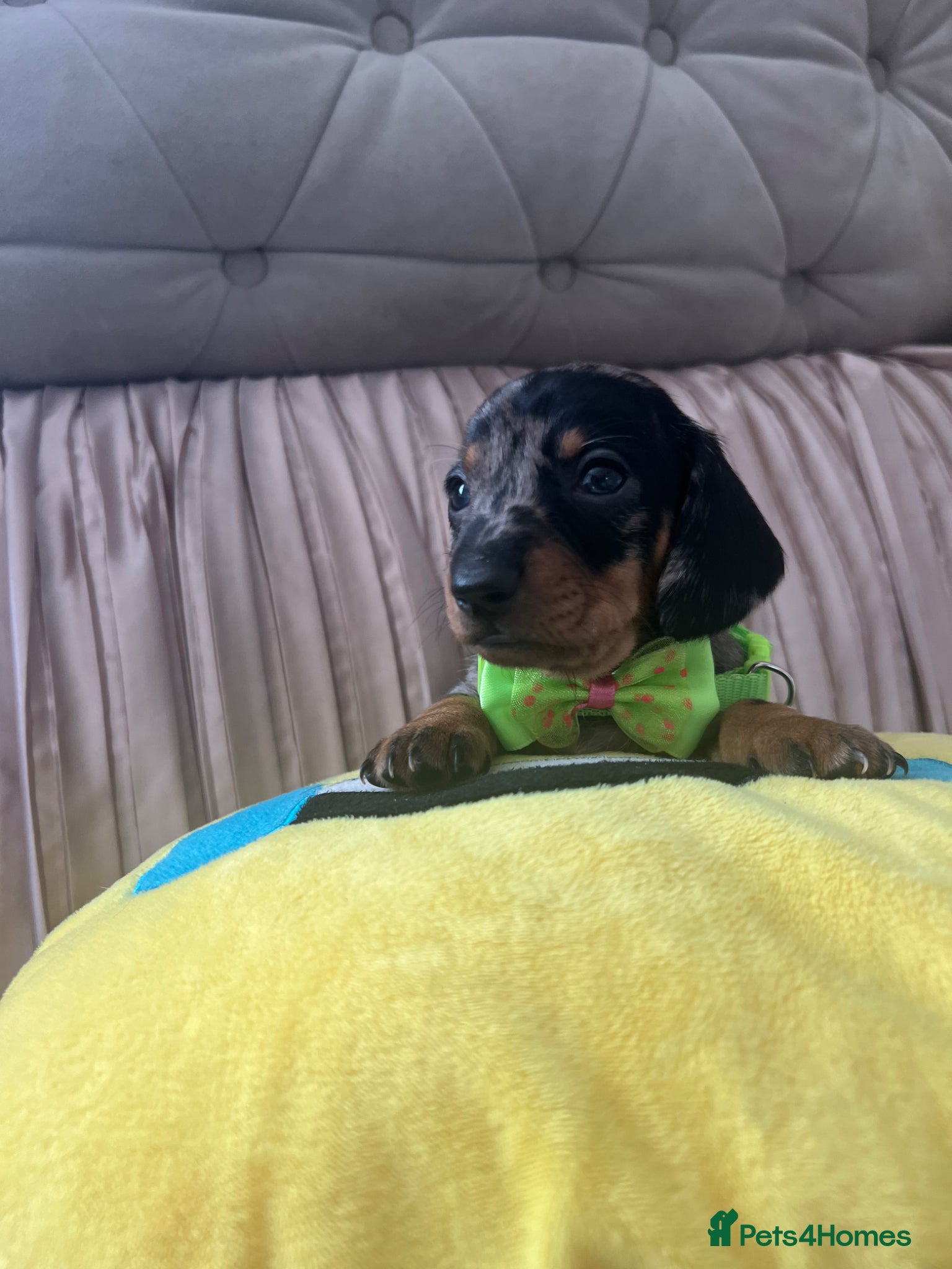 Miniature Dachshund dogs 🐶 💕5 Miniature duschund puppies💕❗️ - Advert 1