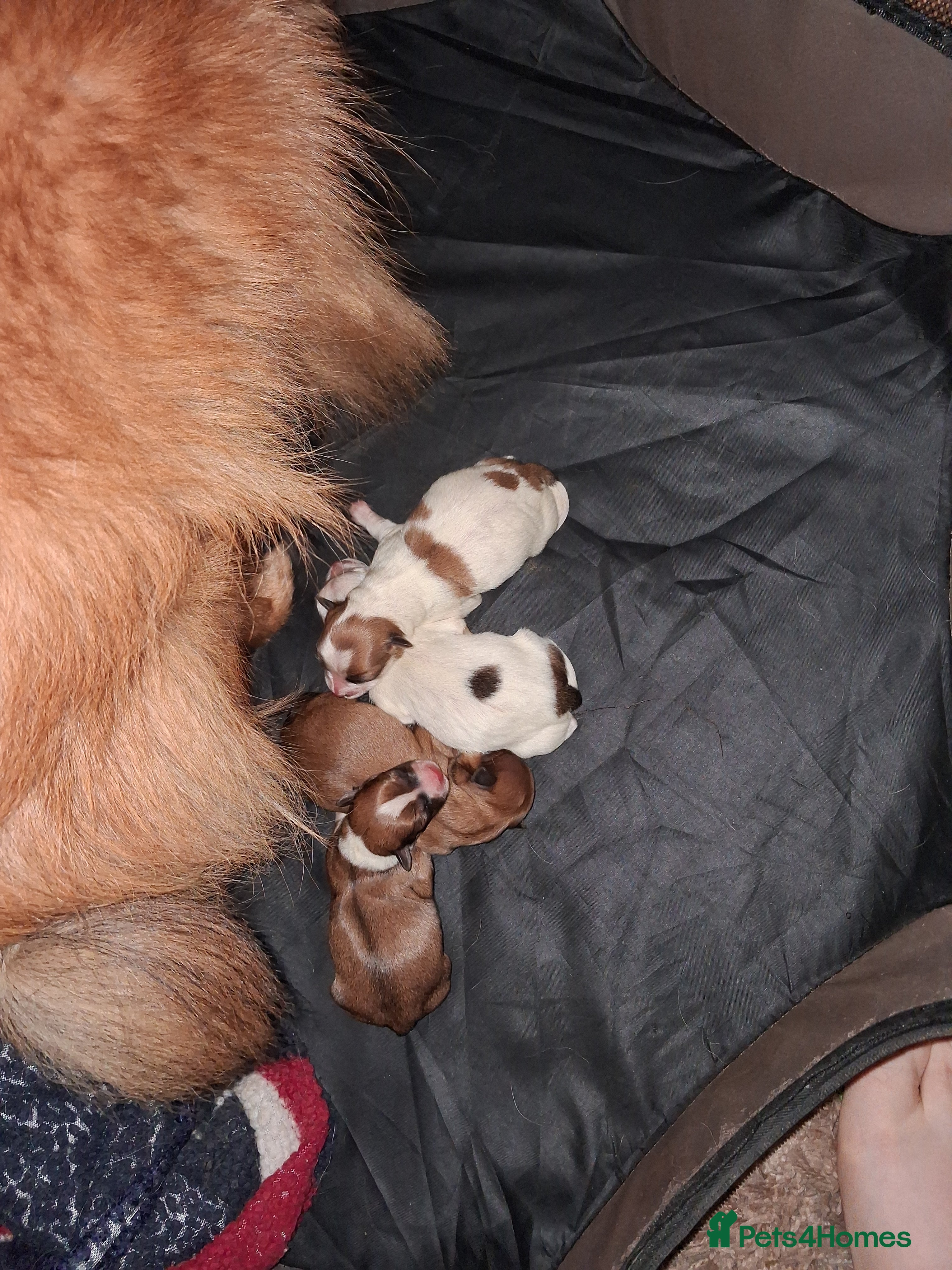 Pomchi dogs Pomchi puppies - Advert 15