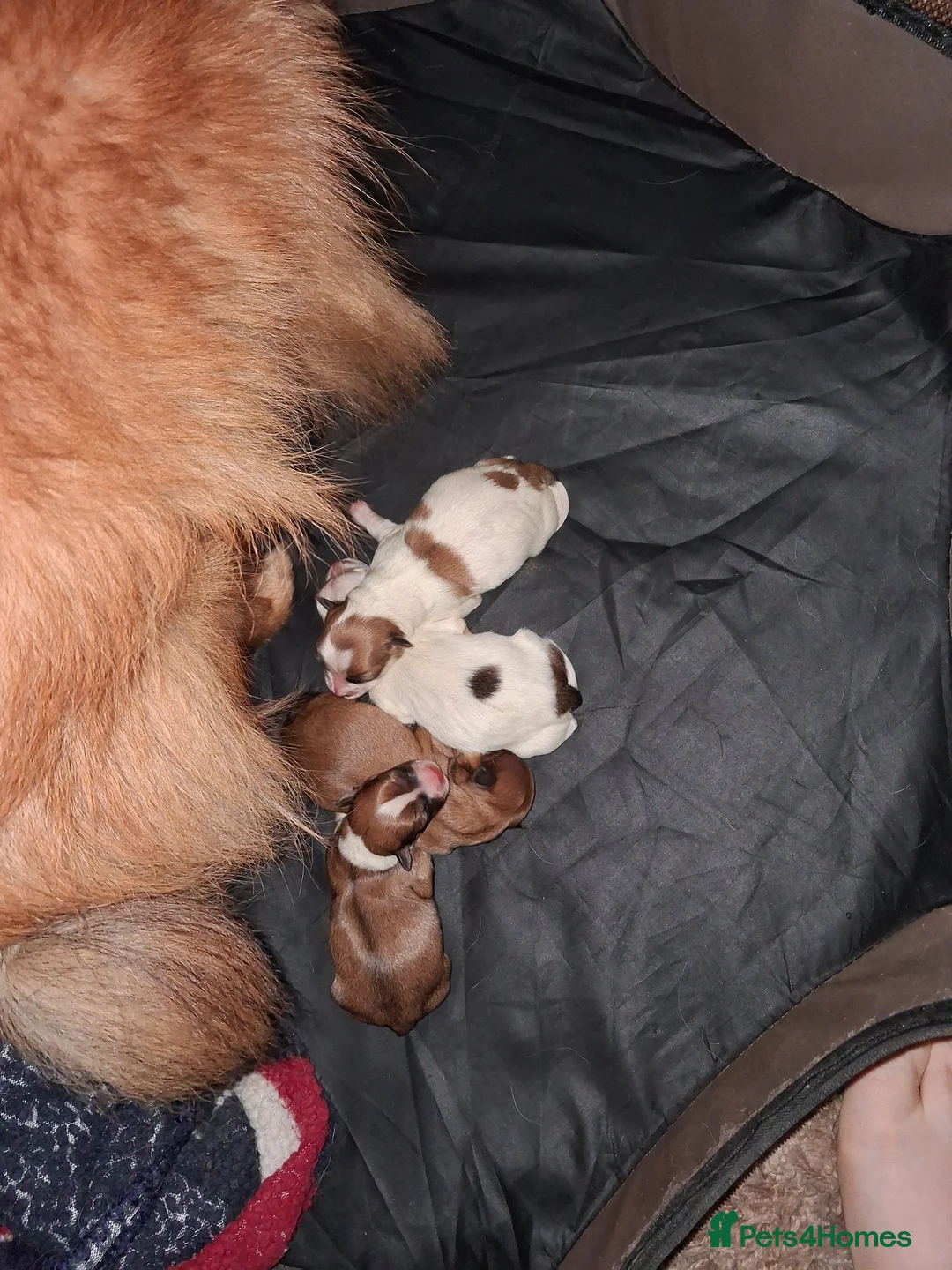 Pomchi dogs for sale: Pomchi puppies - Advert 1